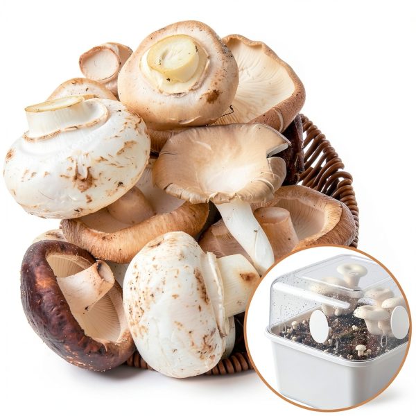 Xyembu Monotub Filter Disks High Efficiency Adhesive-4