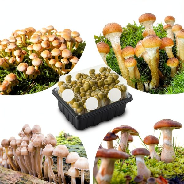 Coitak Filter Pads Mushroom Cultivation Kit Premium-6