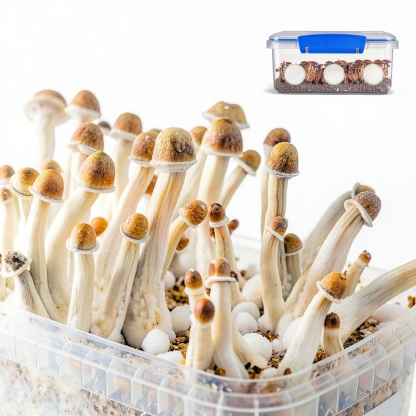 BOXOB Monotub Filters EPTFE Material Mushroom Cultivation-5