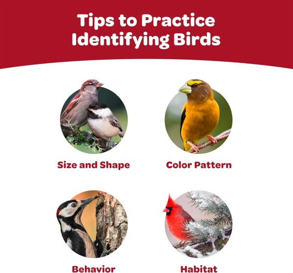 Kaytee Nut Fruit Seed Treat Bell Bird Feeder Supplies-5