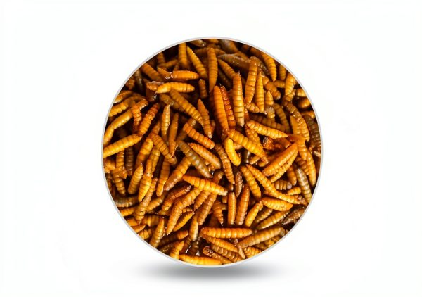 Hill Country Pet Black Soldier Fly Larvae Chicken Treats-1