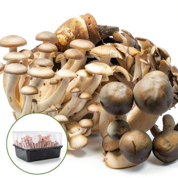 TNJPSEK Mushroom Filter Patches Monotub Airflow Adhesive-3