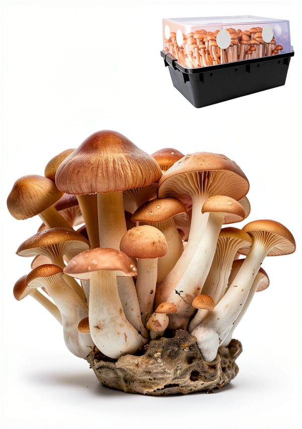 Lamxxyoo Monotub Filter Pads Mushroom Cultivation Supplies-4