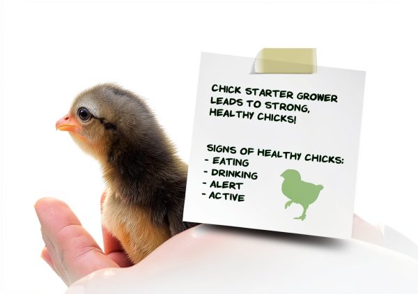 Manna Pro Medicated Chick Starter Grower Bird Feed-2