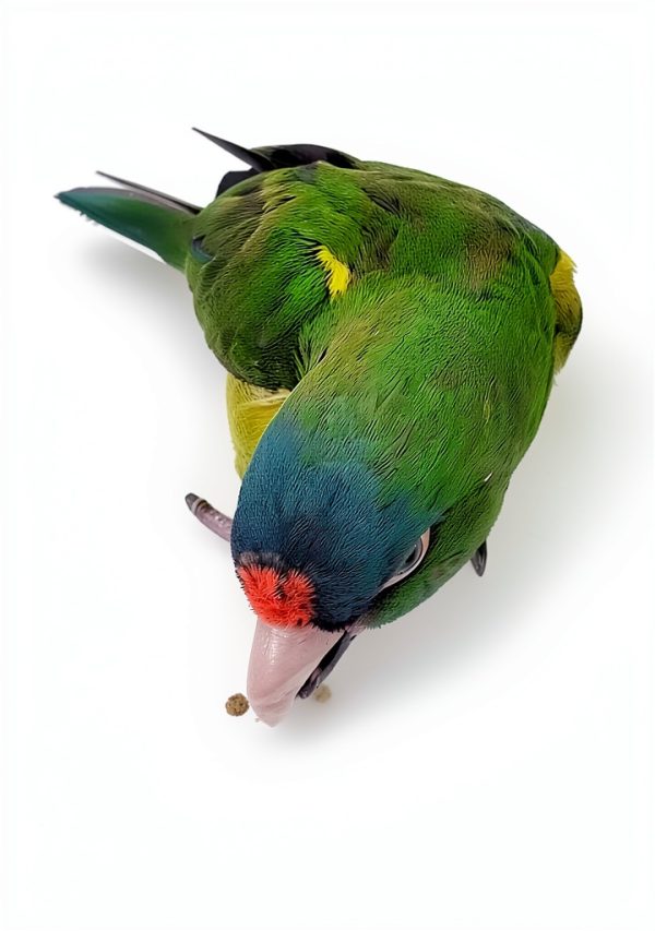 Harrison's Bird Foods Adult Lifetime Fine Organic Bird Food 5 Pound-6